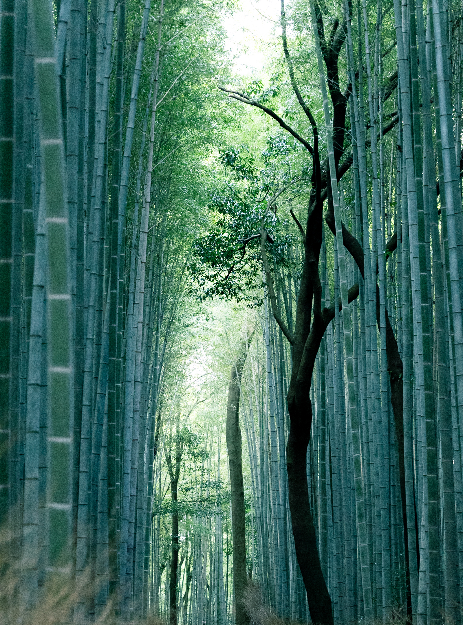 岚山竹林小径 参考图 1